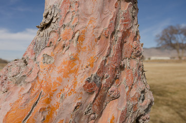 Colorful Tree Bark Background Horizontal