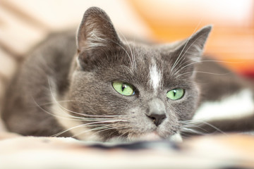 gray cat with green eyes lying on the bed close-up