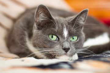 gray cat with green eyes lying on the bed close-up
