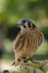Bird of Prey on Gloved Hand Vertical