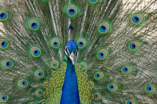 Proud Peacock Display Closeup