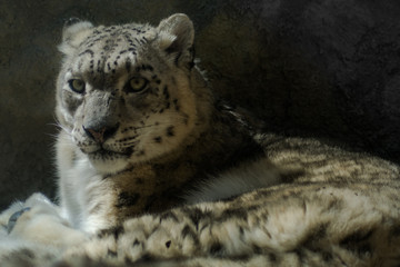 Obraz premium Irbis (Panthera uncia)