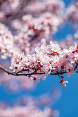 spring tree in bloom. beautiful pink flowers.