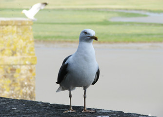 Seagull close up. White bird gull.