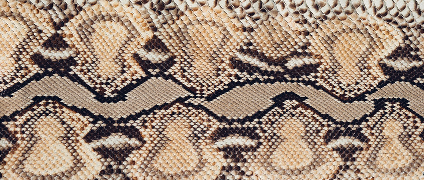Python skin texture