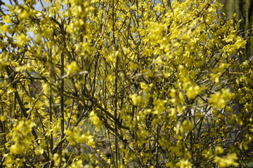 Obraz premium Blumen im Frühling in der Sonne