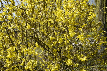 Obraz premium Blumen im Frühling in der Sonne