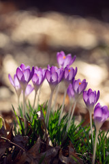 Purple crocus flowers in the Spring	