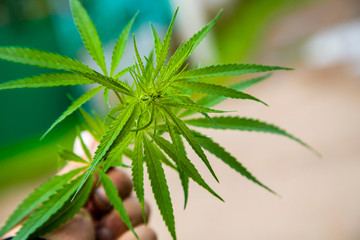 cannabis leaf close up