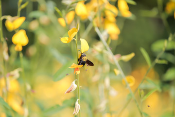 Bee , Queen bee , Flower , yellow flower , nature