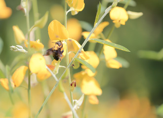 Bee , Queen bee , Flower , yellow flower , nature