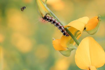 Flower , yellow flower , nature , worm