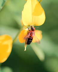 Bee , Queen bee , Flower , yellow flower , nature