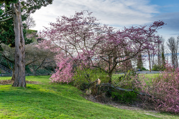 Pink Spring Tree Blossoms