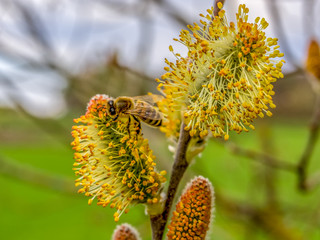 Frühling, die Bienen sind bereits unterwegs.