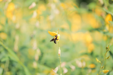 Bee , Queen bee , Flower , yellow flower , nature