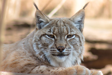Naklejka na ściany i meble Lynx lynx - mammalia
