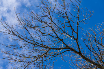 Spring Branches Sklhouette