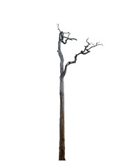 Dead tree isolated on white background