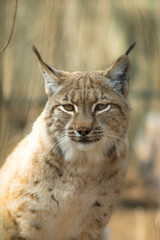 Lynx lynx - mammalia