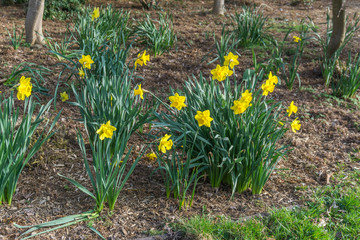 Yellow Spring Flowers 3