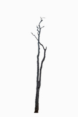 Dead tree isolated on white background