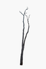 Dry tree isolated on white