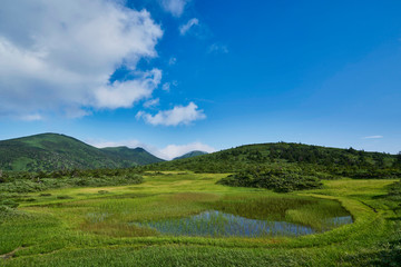 Fototapeta na wymiar 八甲田山　田茂萢湿原の夏