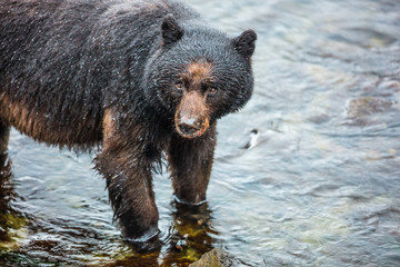 Black Bear Spotting