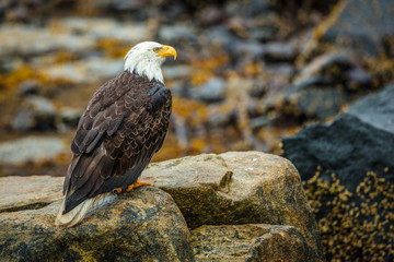 Eagle on Rock