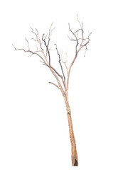 Dead tree isolated on white background