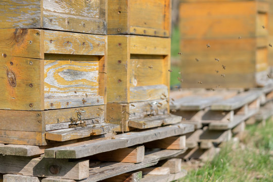 Zuhause der Honigbienen