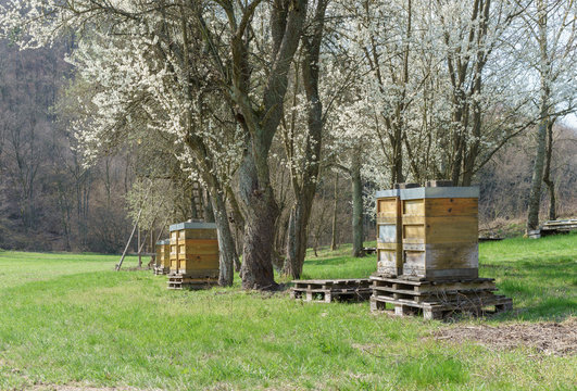 Zuhause der Honigbienen