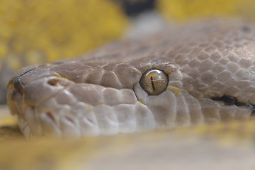 animal , Wild animal , reptile