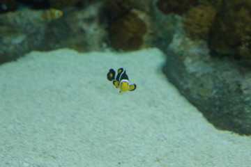Fototapeta na wymiar aquarium , fish , sea fish , Nemo fish , cartoon fish