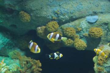 Naklejka na ściany i meble aquarium , fish , sea fish , Nemo fish , cartoon fish