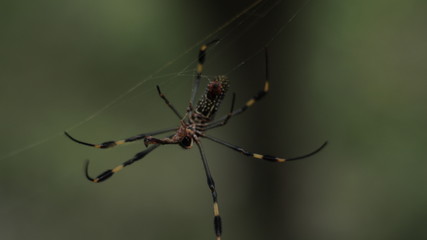Spider Close Up 5
