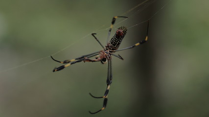 Spider Close Up 4
