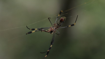 Spider Close Up 3