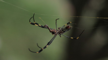 Spider Close Up 2