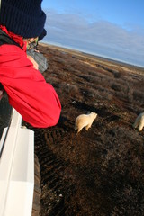 Polar Bear Excursion Canada 
