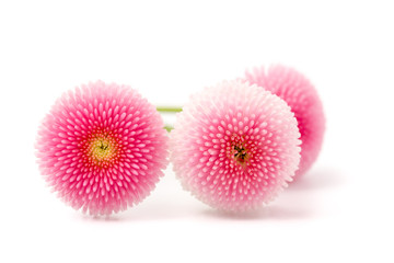Gänseblümchen (Bellis perennis) Blüten