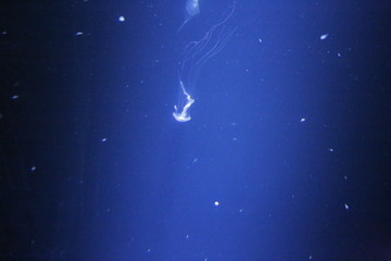 Fototapeta na wymiar Jellyfish , see , dark see