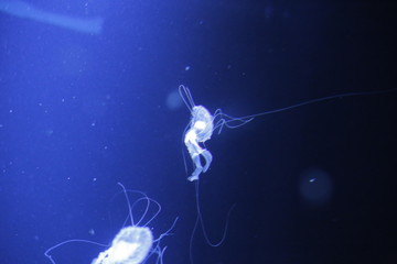 Jellyfish , see , dark see