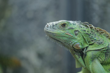 Obraz premium animal , Wild animal , reptile