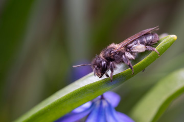 Early spring bee fly
