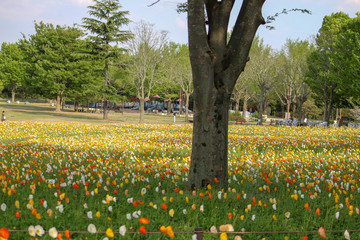 Colorful flowers contrasting with the immense green lawn of the garden.