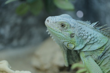 animal , Wild animal , reptile