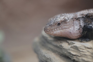 animal , Wild animal , reptile