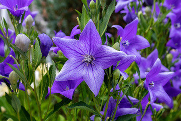 balloon flowers buds and blooming